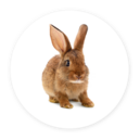 Mamíferos pequeños